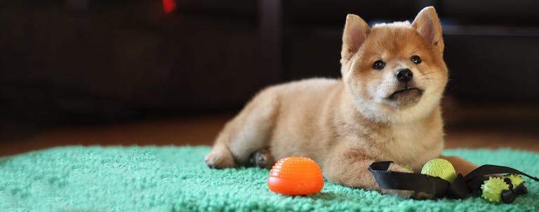 How to Crate Train a Shiba Inu Puppy