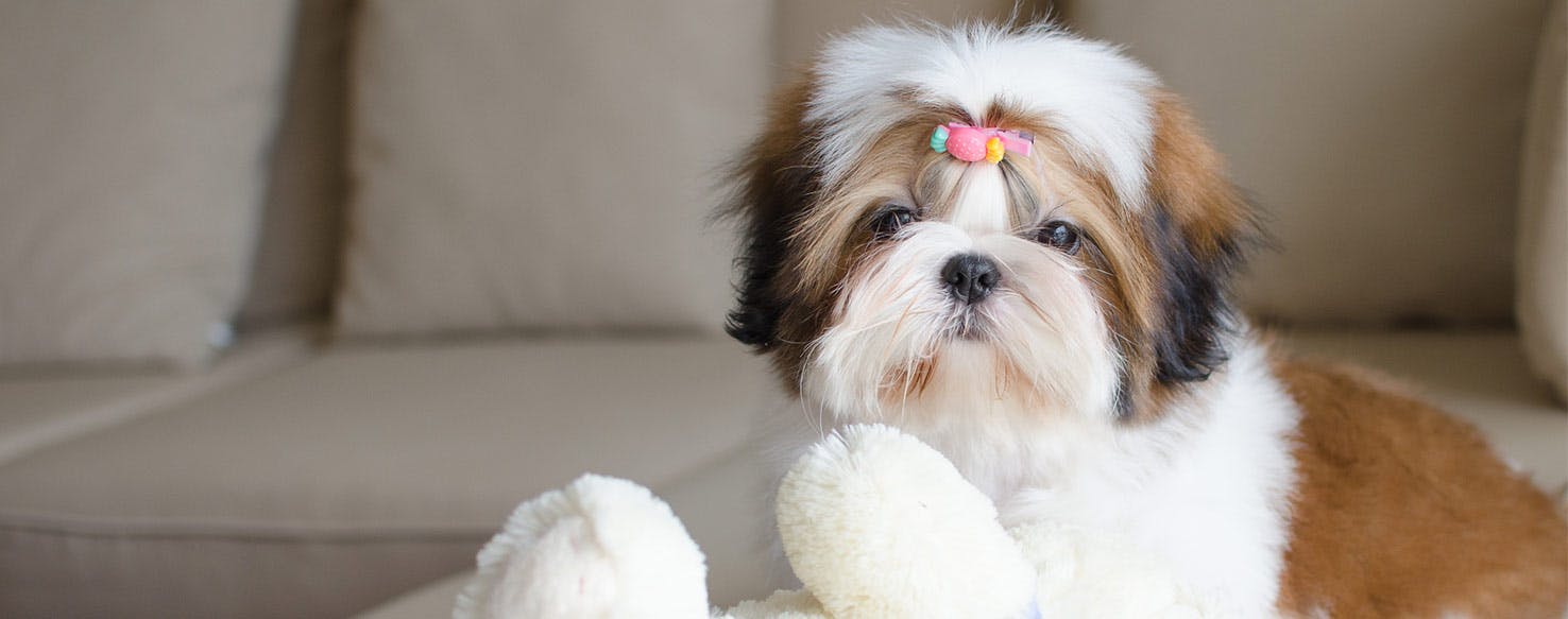 shih tzu 2 months old