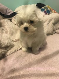 How To Crate Train A Shih Tzu Puppy At Night