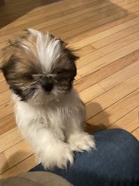 How To Crate Train A Shih Tzu Puppy At Night