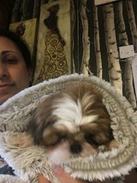 How To Crate Train A Shih Tzu Puppy At Night