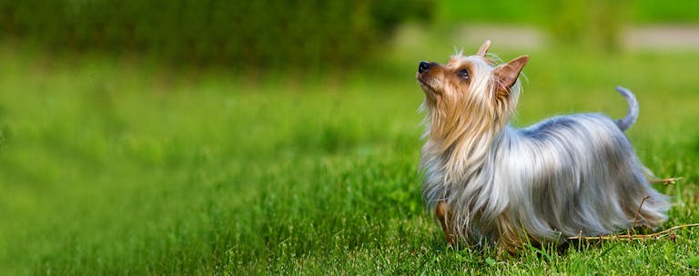 How to Crate Train a Silky Terrier