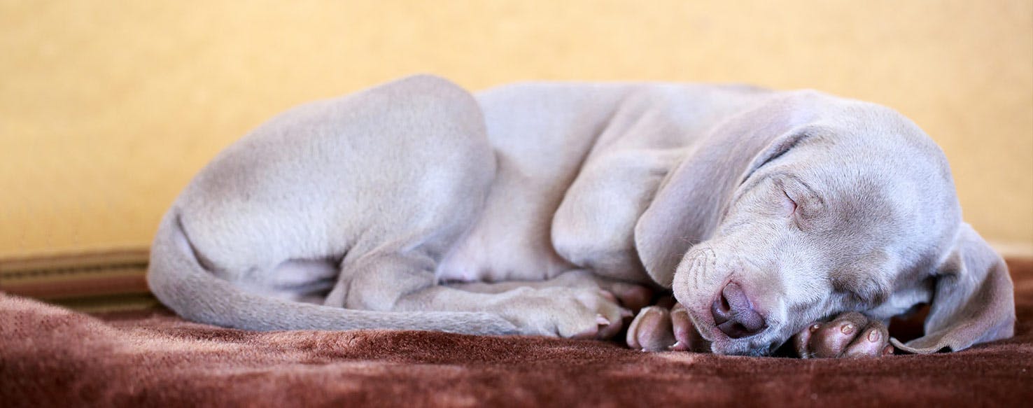 how to crate train a weimaraner puppy