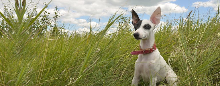 How to Crate Train a Whippet Puppy