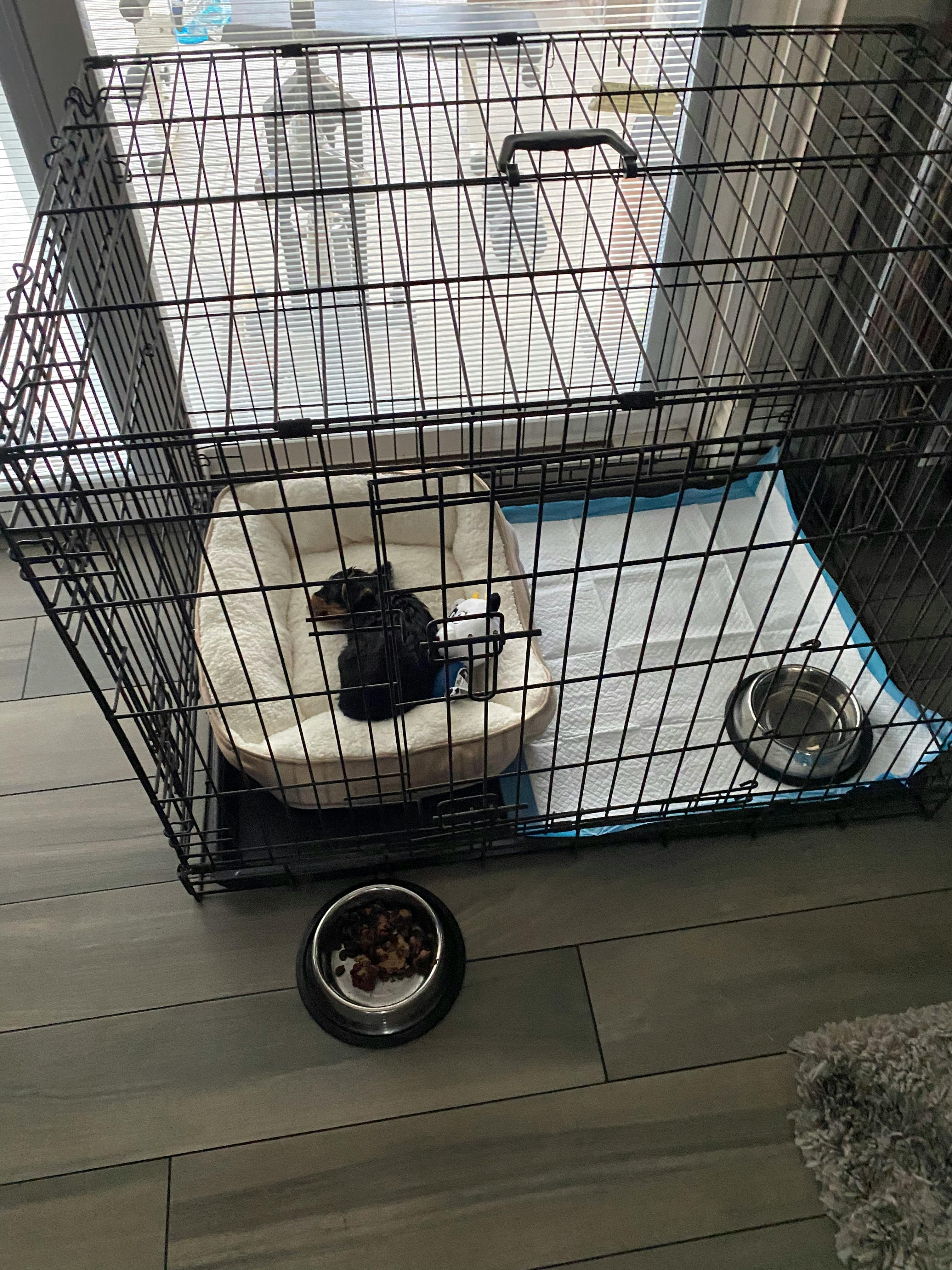 How To Crate Train A Yorkshire Terrier Wag