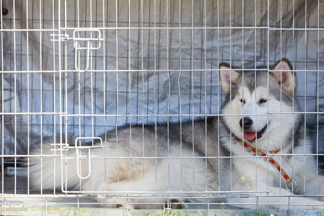 How to Crate Train an Alaskan Malamute