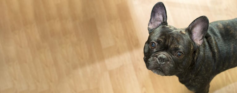 How to Crate Train a French Bulldog