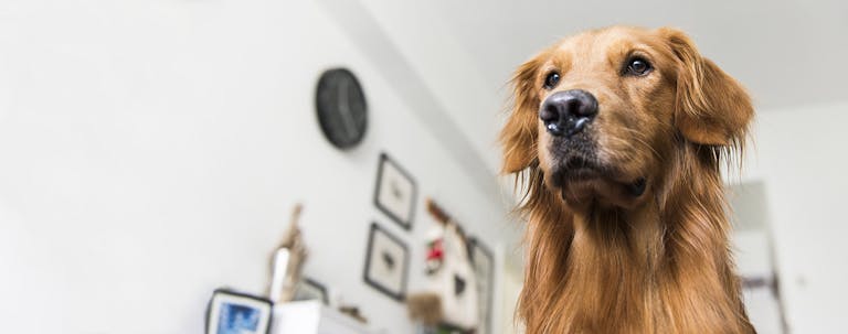 How to Crate Train Golden Retriever at Night