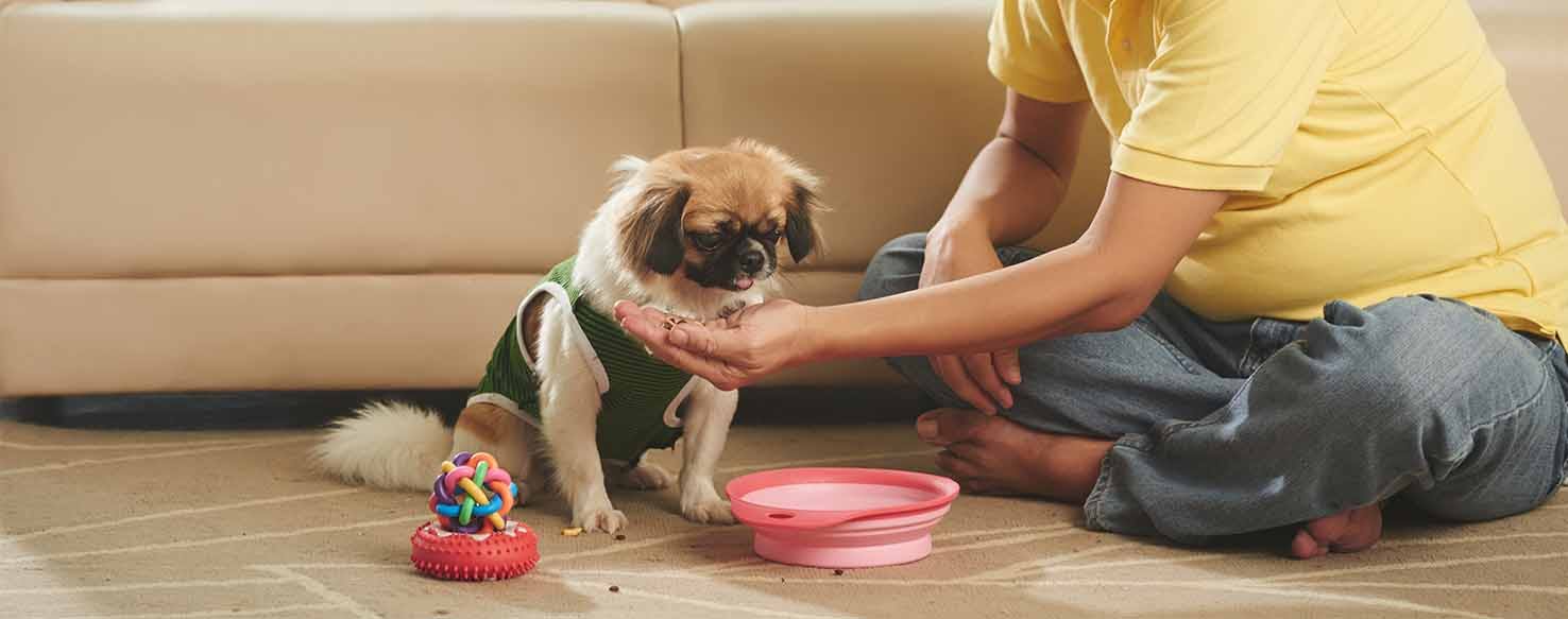 Treat & Toy Delivery method for How to Train Your Dog to Deliver to Your Hand