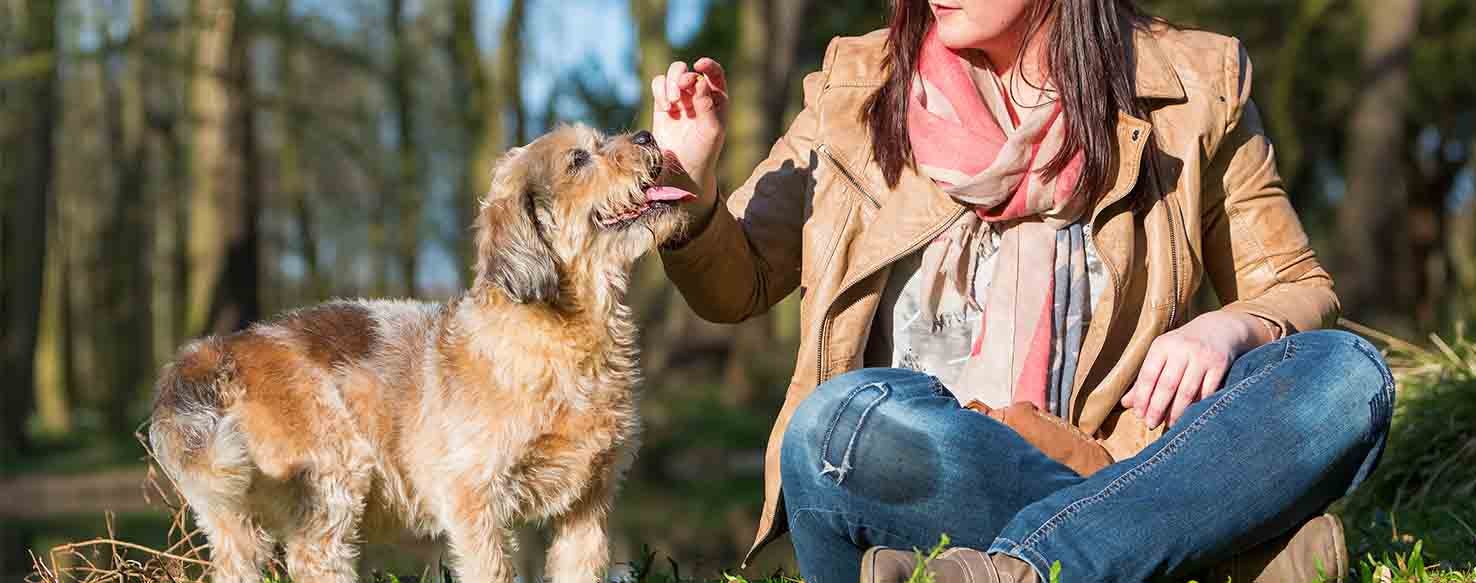 Target the Hand method for How to Train Your Dog to Deliver to Your Hand