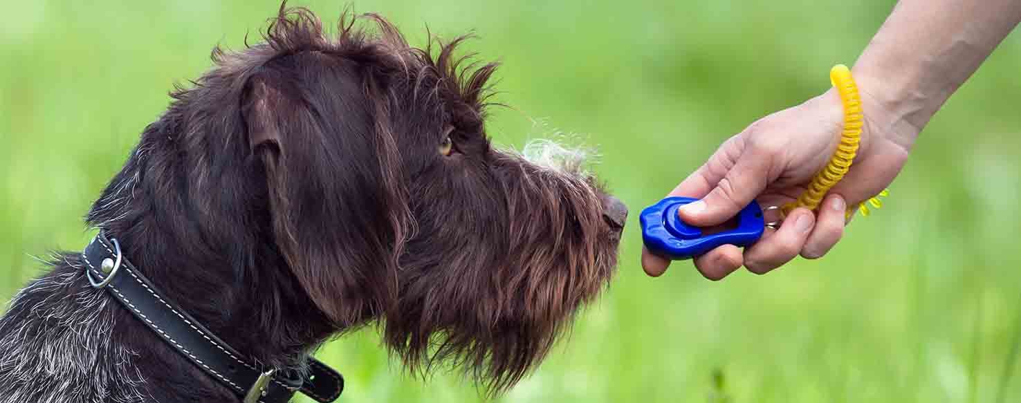 Clicker Training method for How to Train Your Dog to Detect Anxiety