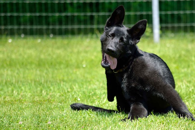 How to Train Your Dog to Detect Bed Bugs