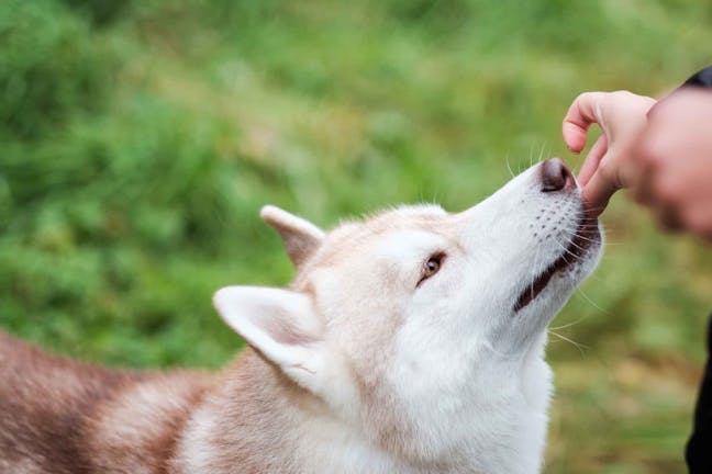 How to Train Your Dog to Detect Peanuts