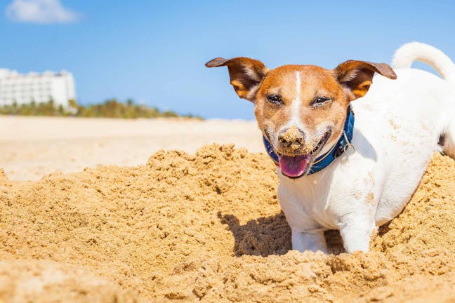 How to Train Your Dog to Dig