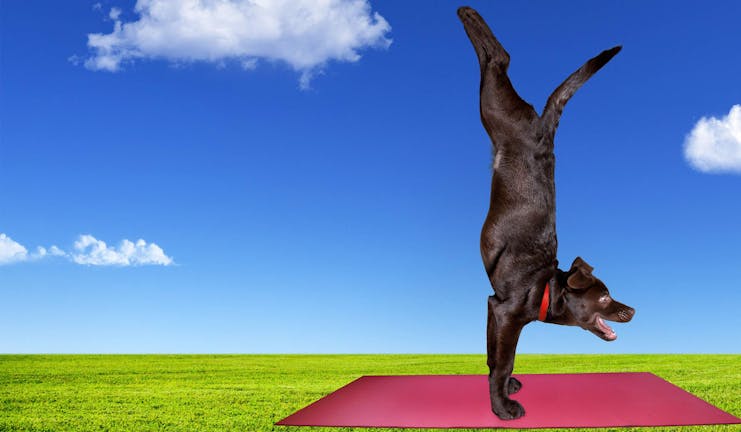 How to Train Your Dog to Do a Handstand
