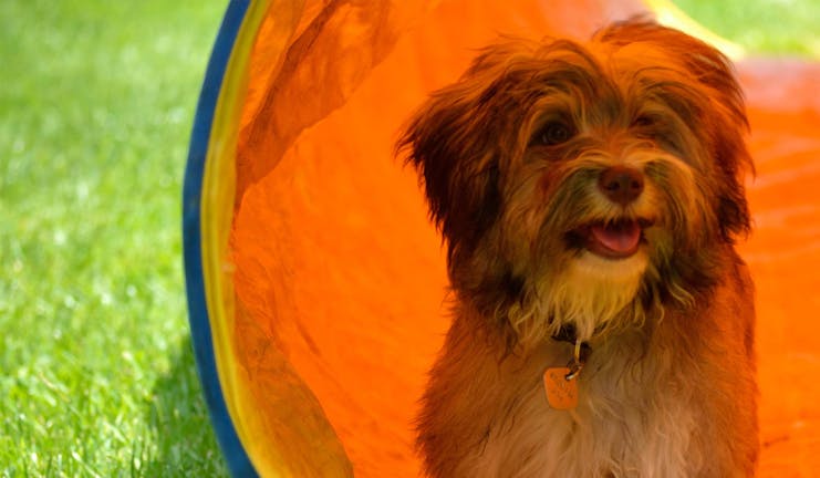 How to Train Your Small Dog to Do the Open Tunnel How to Train Your Small Dog to Do the Open Tunnel