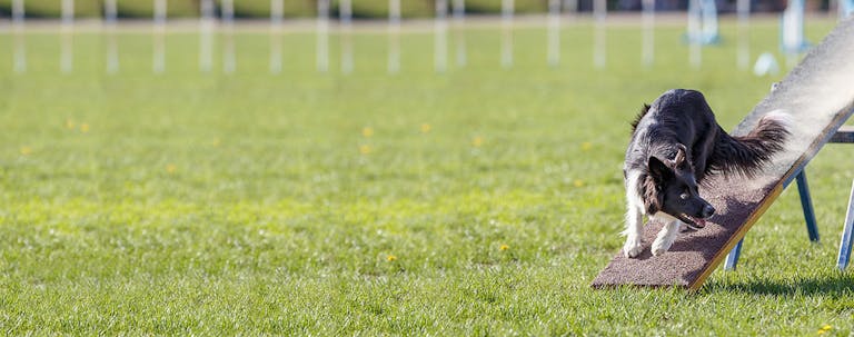 How to Train Your Small Dog to Do the Seesaw