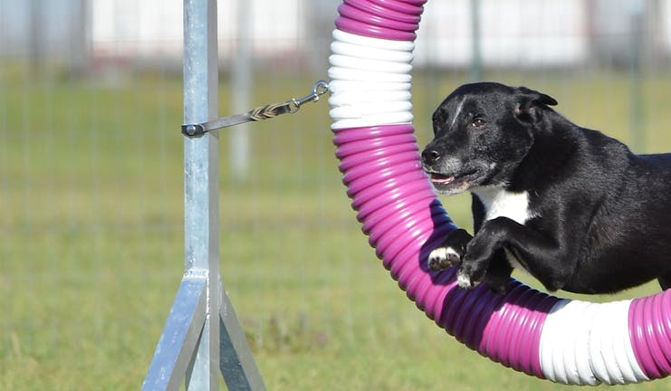 How to Train Your Dog to Do the Tire Jump Trick