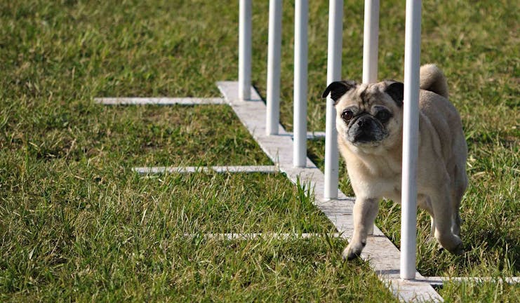 How to Train Your Dog to Do the Weave Poles Trick