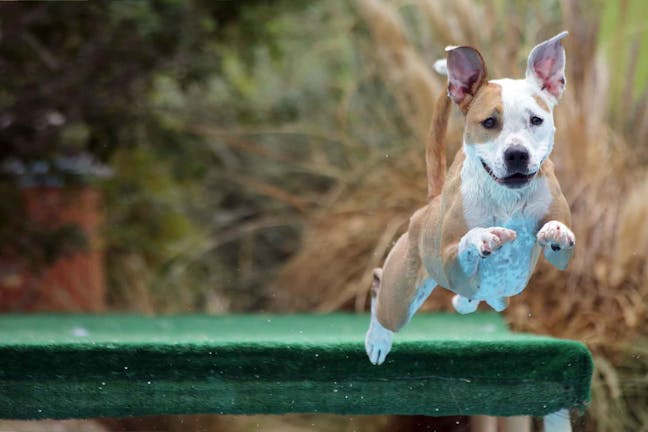 How to Train Your Dog to Dock Jump