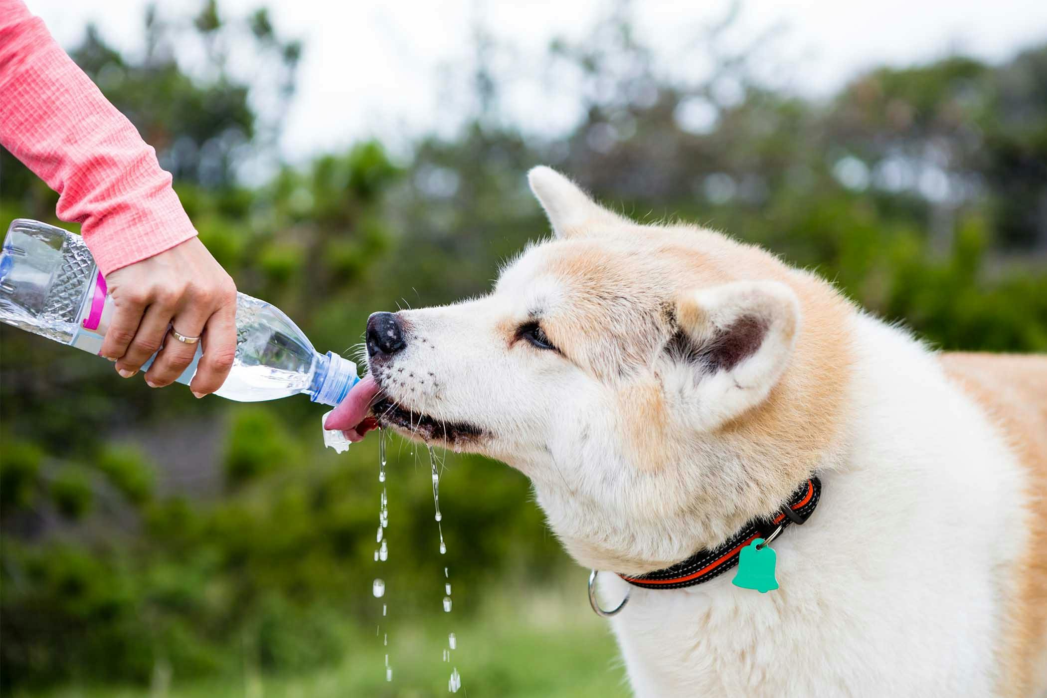 are water bottles safe for dogs to chew