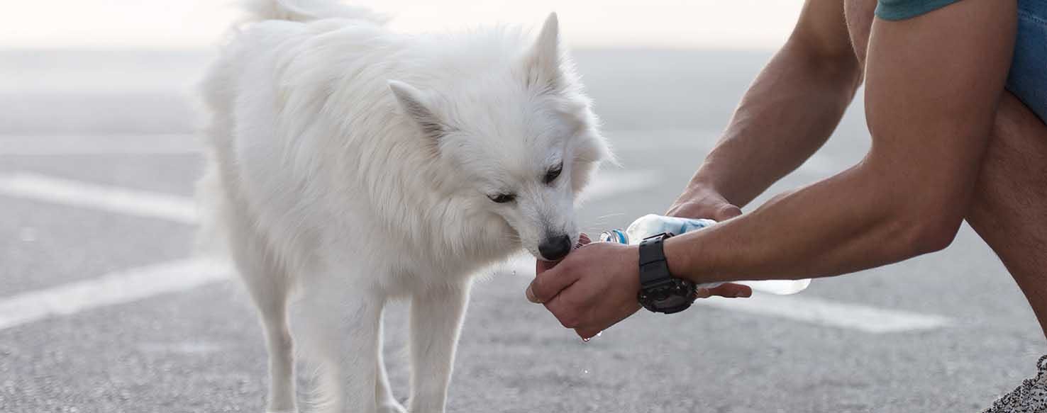 Teach Your Dog to Drink Out of a Water Bottle - Vetstreet