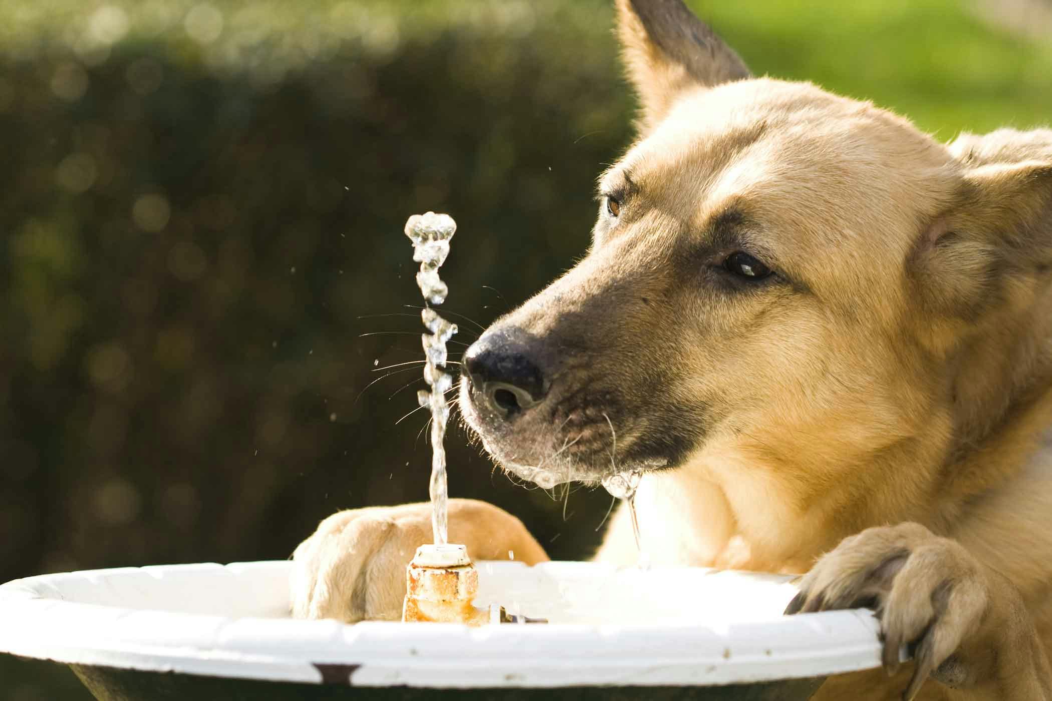 How to Train Your Dog to Drink from a Water Dispenser | Wag!