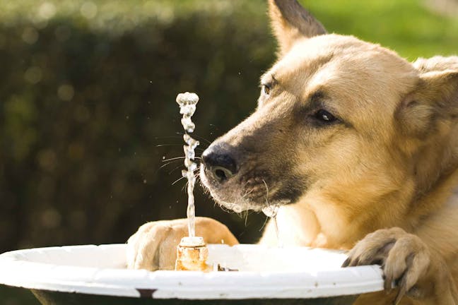 How to Train Your Dog to Drink from a Water Dispenser