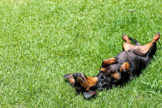 How to Train Your Dog to Drop Dead How to Train Your Dog to Drop Dead