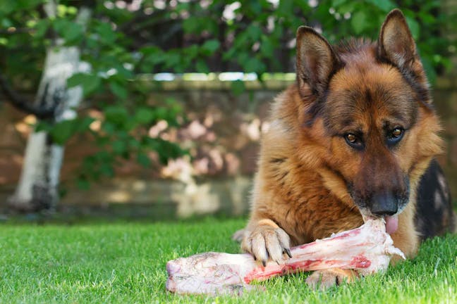 How to Train Your Dog to Drop Food