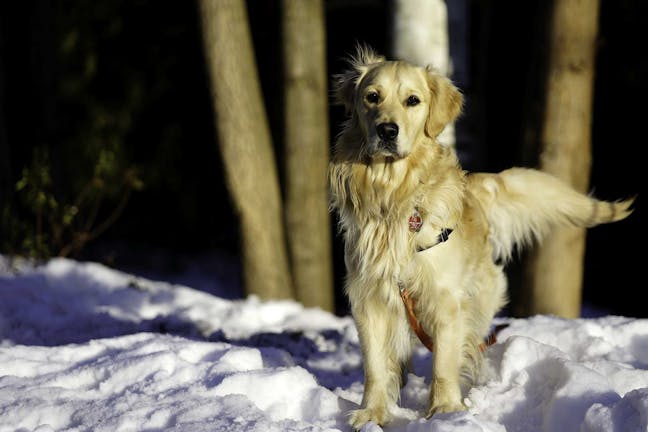 How to Train Your Dog to Drop on Recall How to Train Your Dog to Drop on Recall