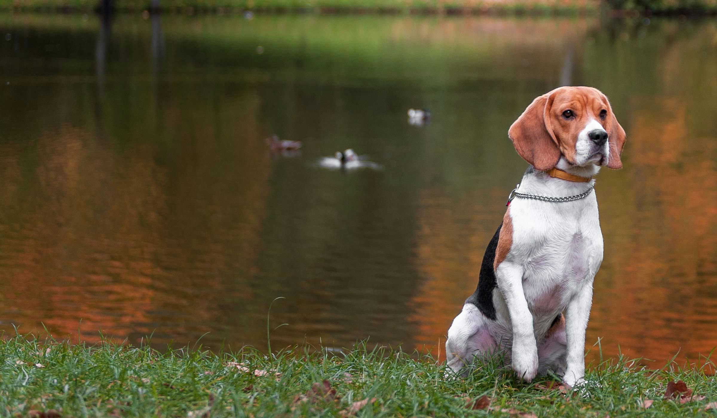 Train Your Beagle Dog to Duck Hunt 