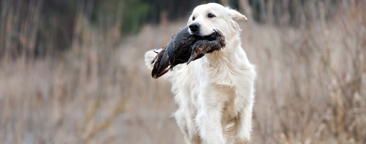 can you train an older dog to hunt