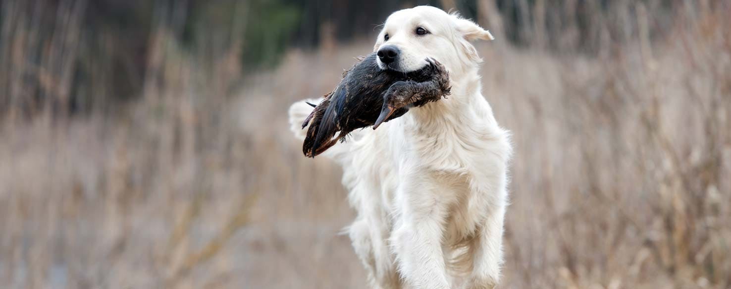 Obedience Commands method for How to Train Your Older Dog to Duck Hunt