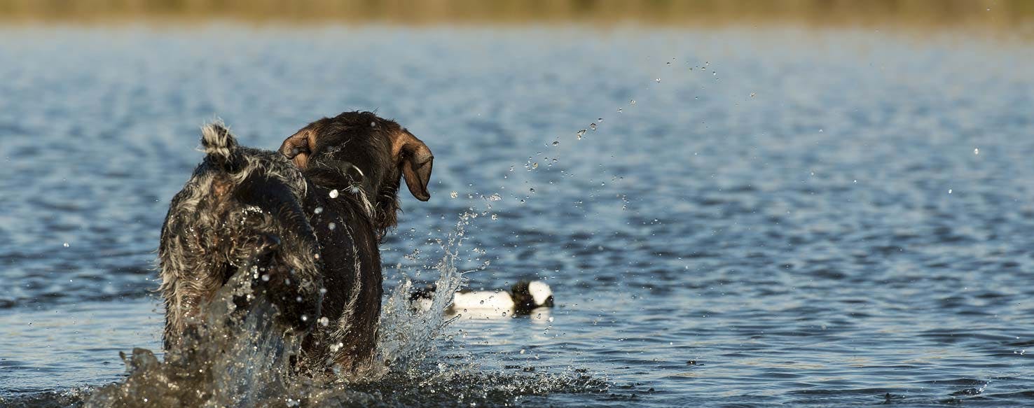 Decoy Training method for How to Train Your Older Dog to Duck Hunt