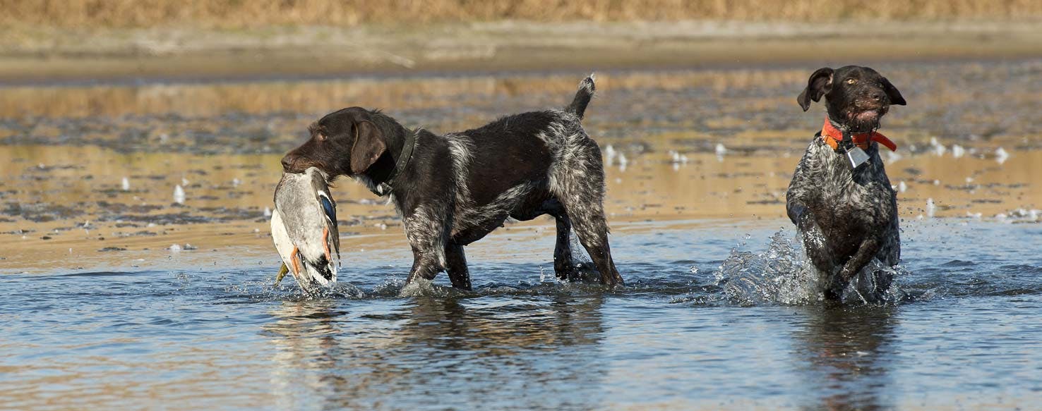 Rope and Anchor method for How to Train Your Older Dog to Duck Hunt