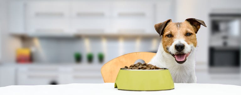 How to Train Your Small Dog to Eat at Certain Times