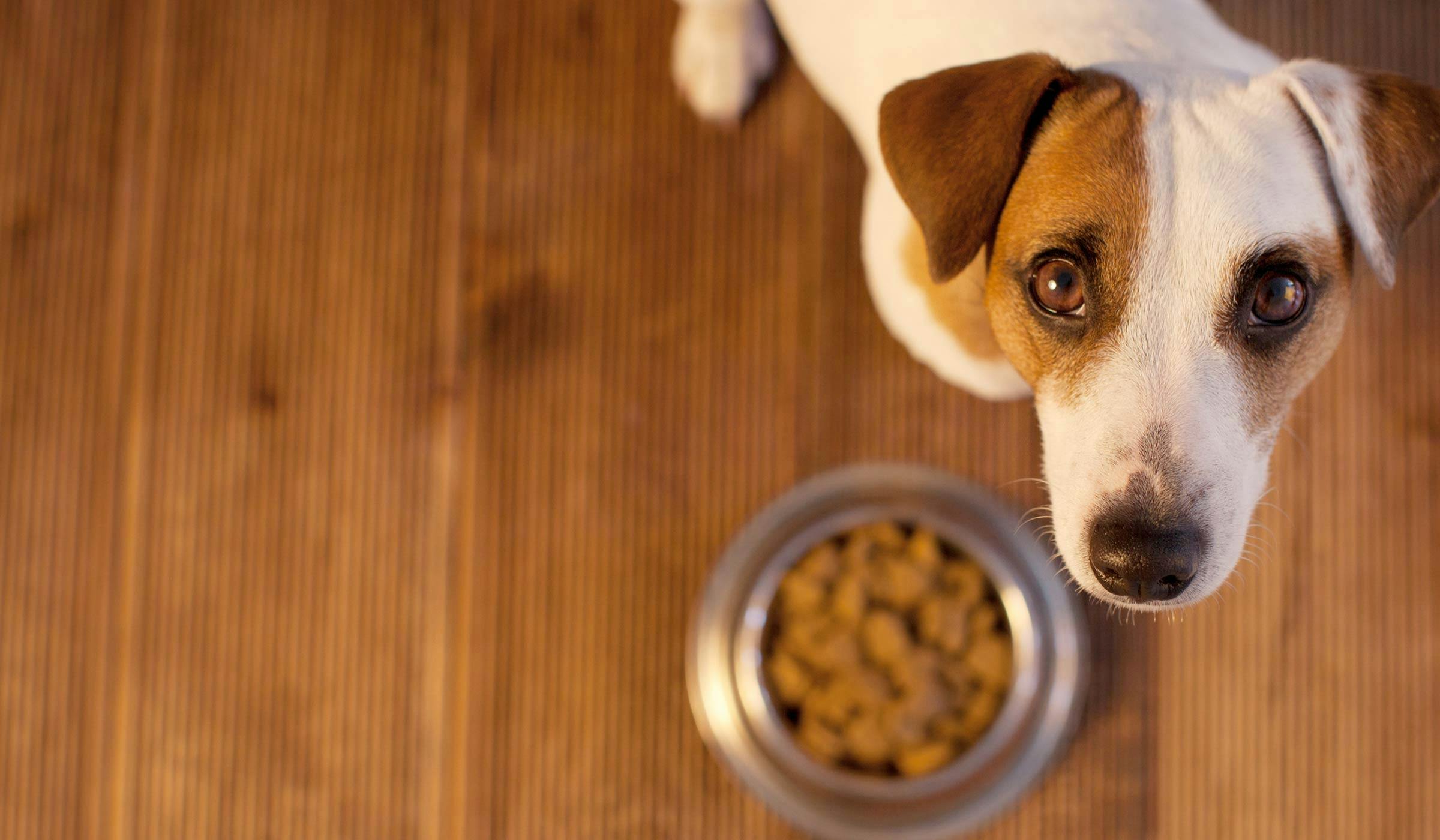 Will Work For Food: Turn Your Dog's Mealtime Into Game Time
