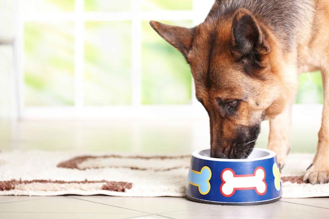 How to Train Your Dog to Eat by Himself