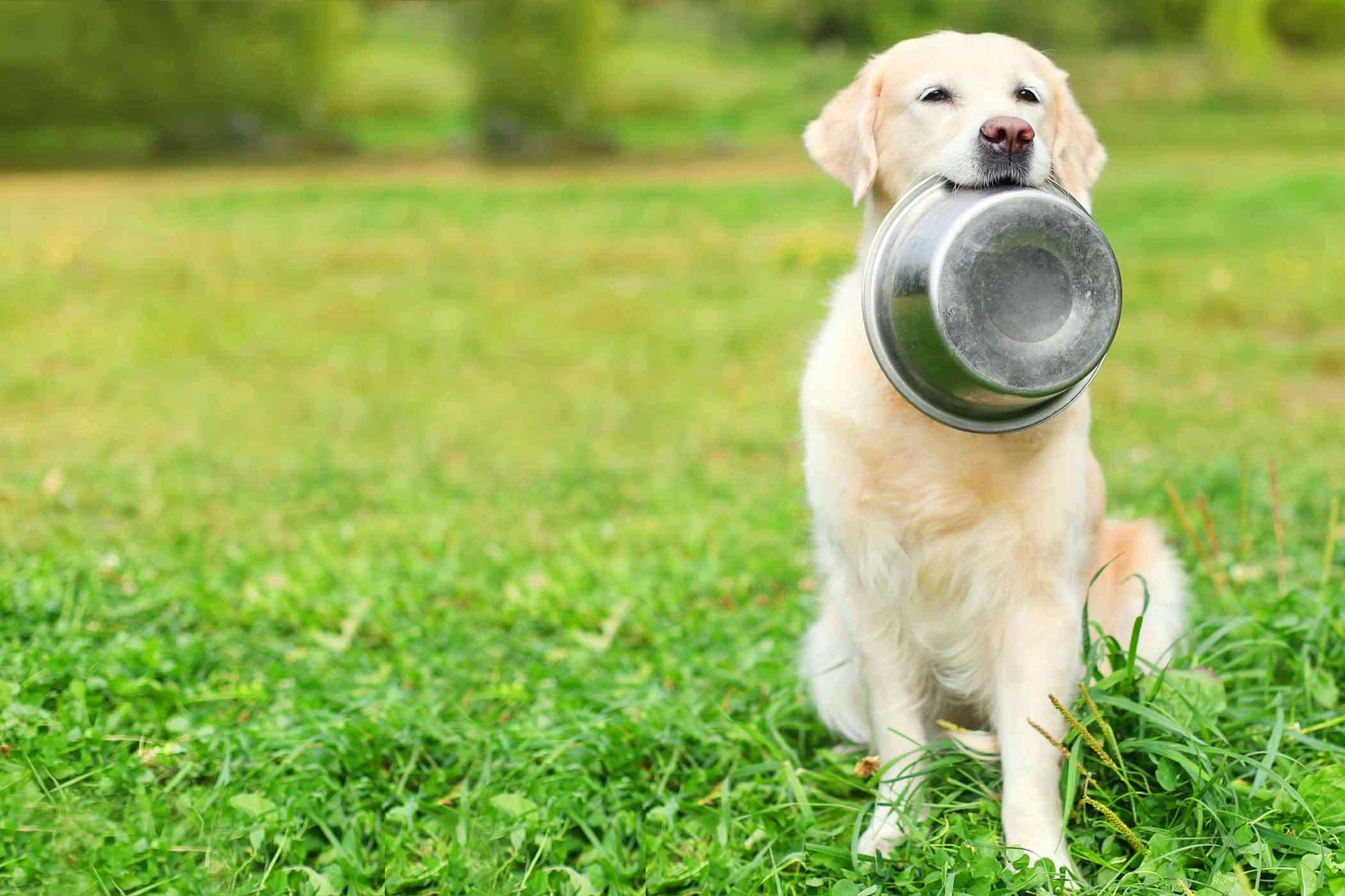 dog carrying bowl