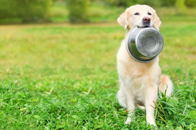 How to Train Your Dog to Eat from His Bowl