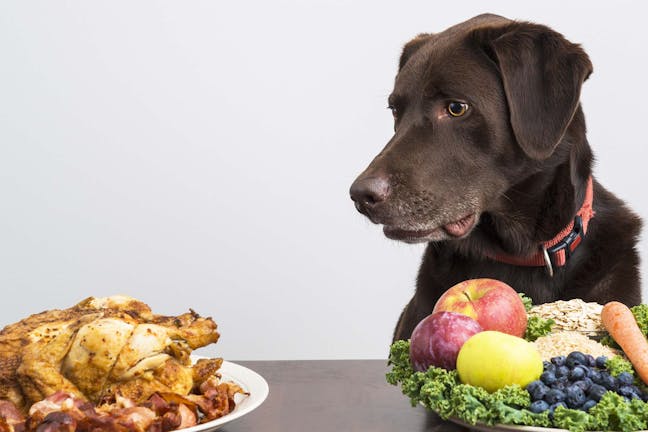 How to Train Your Dog to Eat New Food