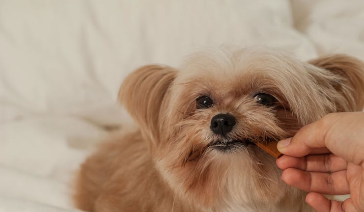 How to Train Your Small Dog to Eat Slower