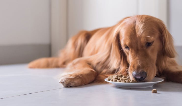 How to Train Your Dog to Eat Slower