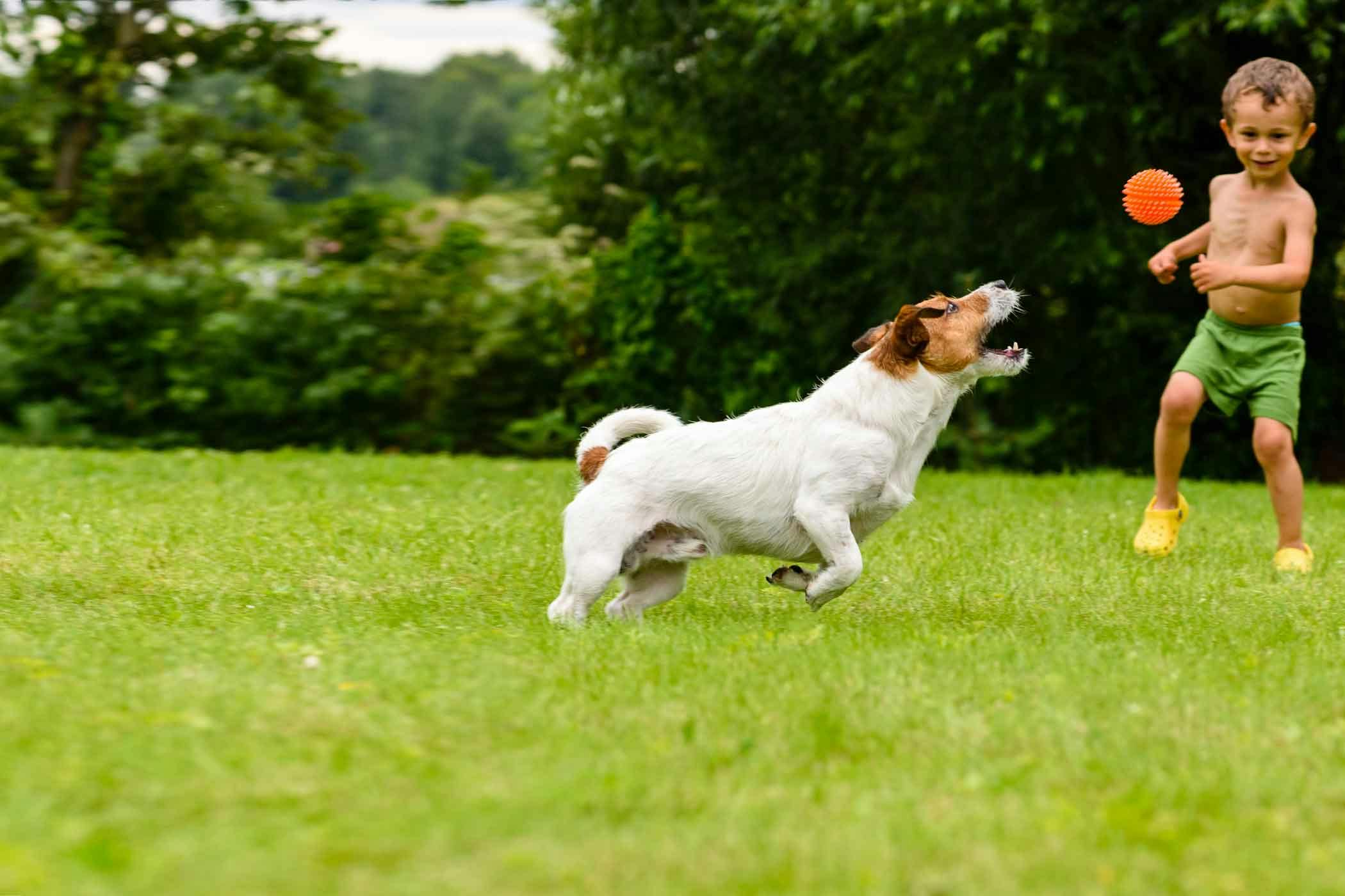 how-to-train-your-lazy-dog-to-fetch-wag