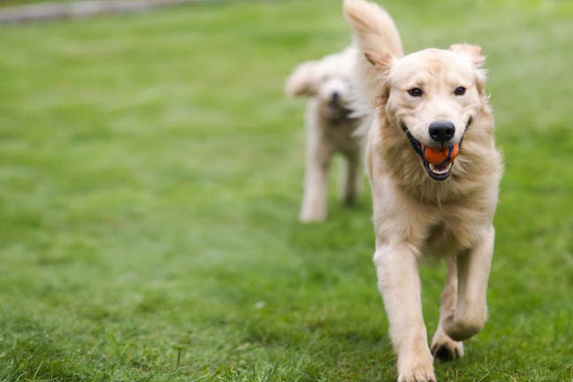 How to Train Your Stubborn Dog to Fetch