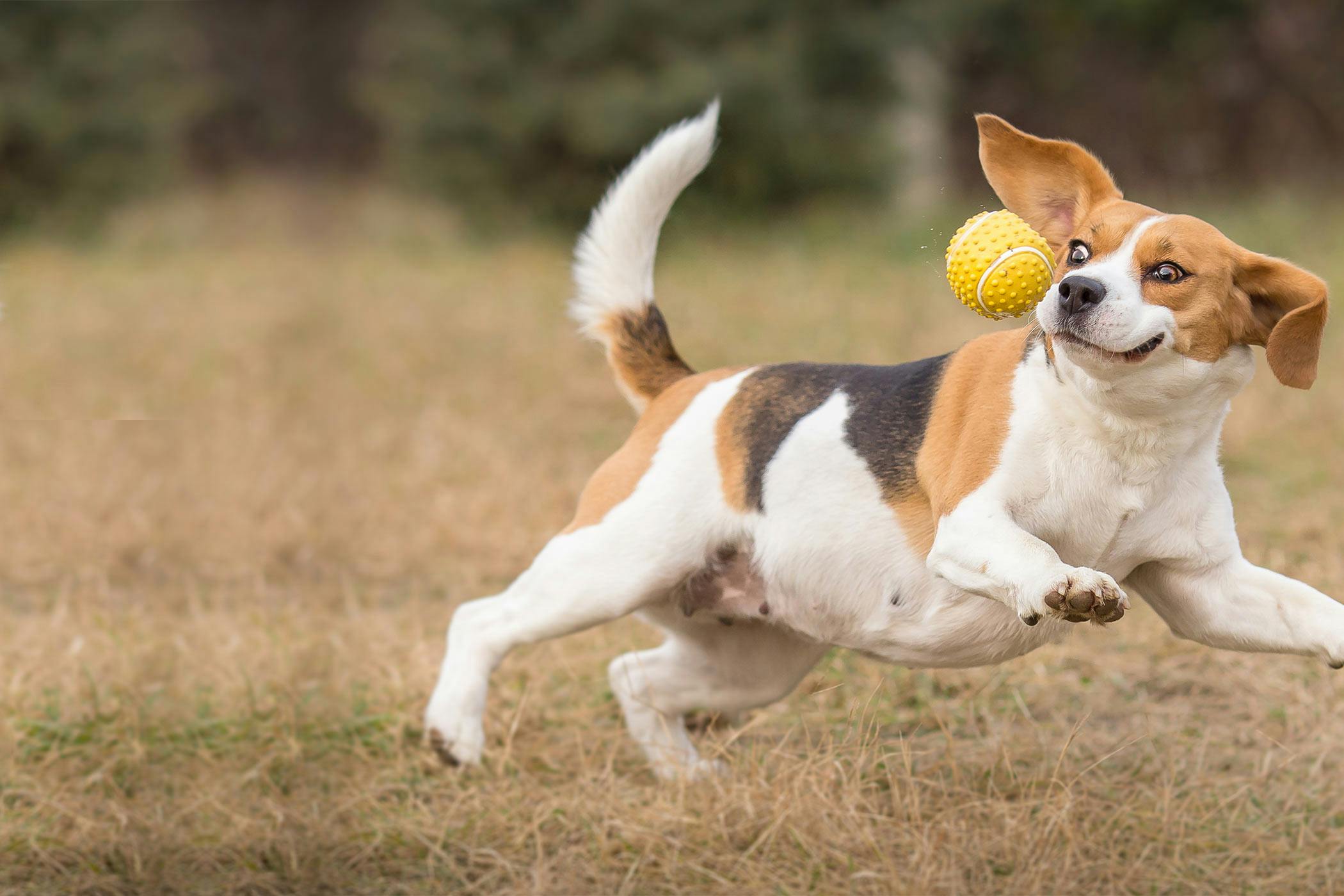 do beagles like to play?