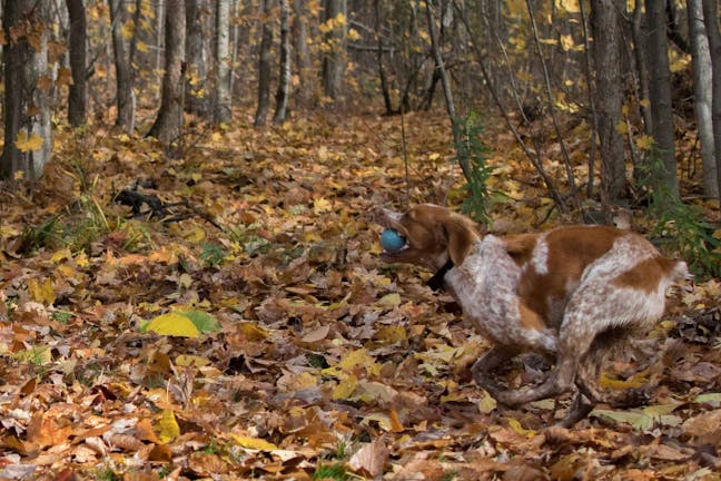 How to Train Your Brittany Dog to Fetch