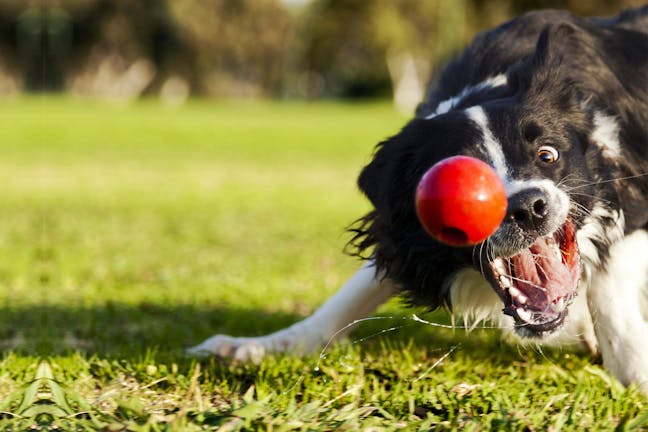 How to Train Your Border Collie Dog to Fetch