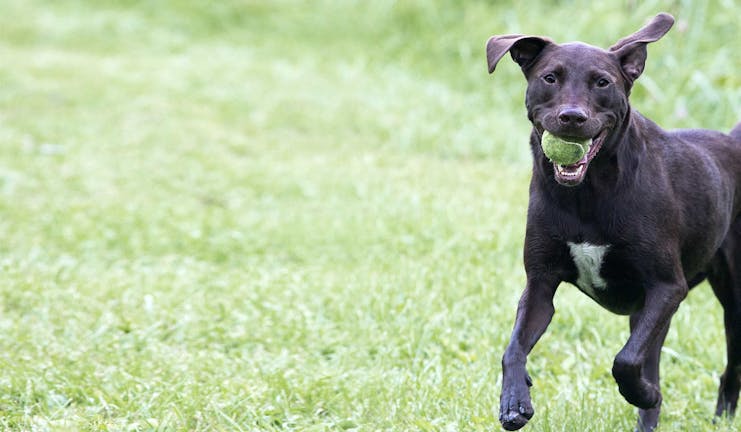 How to Train Your Boxer Dog to Fetch How to Train Your Boxer Dog to Fetch